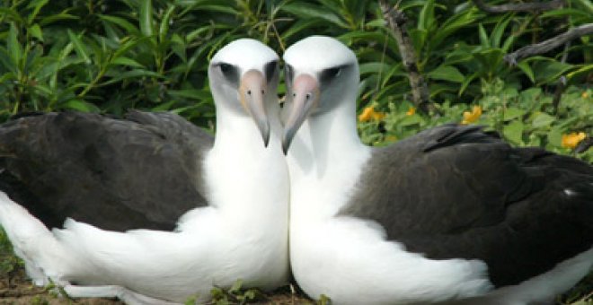 El éxito de las albatros lesbianas