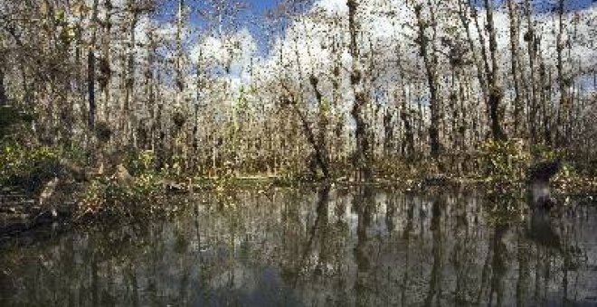 Obama sale al rescate de las ciénagas eternas de Florida