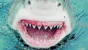 Los tiburones blancos cazan como los psicópatas