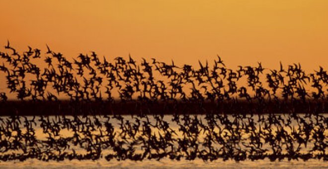 Sobrevolando Doñana