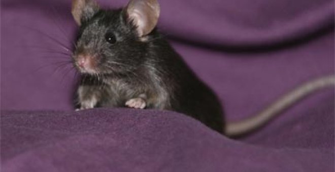 Expertos chinos crean ratones a partir de células de la piel