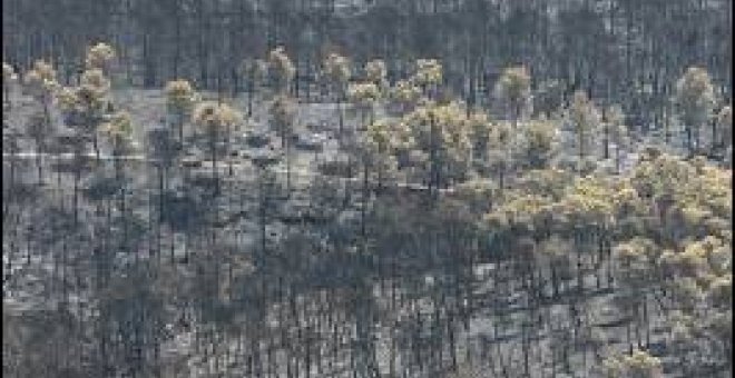 Diecisiete detenidos por los incendios en nueve provincias