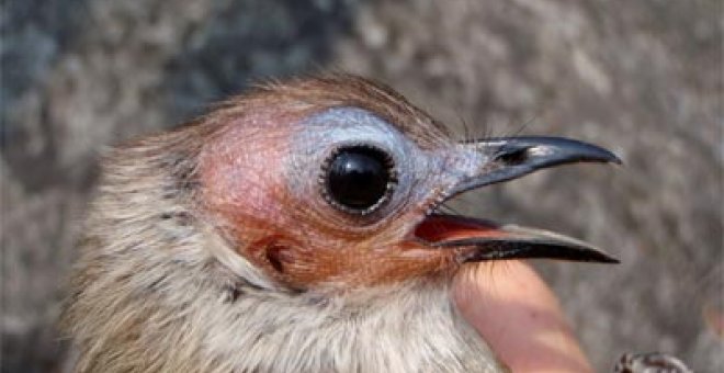 Descubren en Laos una nueva especie de ave cantora con la cabeza calva