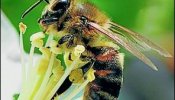 Veneno de abeja contra cánceres de piel o mama