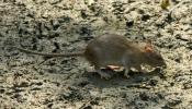 Las ratas amenazan las islas españolas