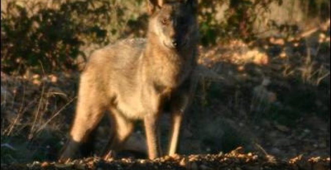 El lobo, reclamo del turismo responsable