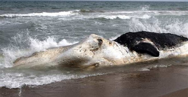 Aparece un cachalote muerto en la playa de El Saler