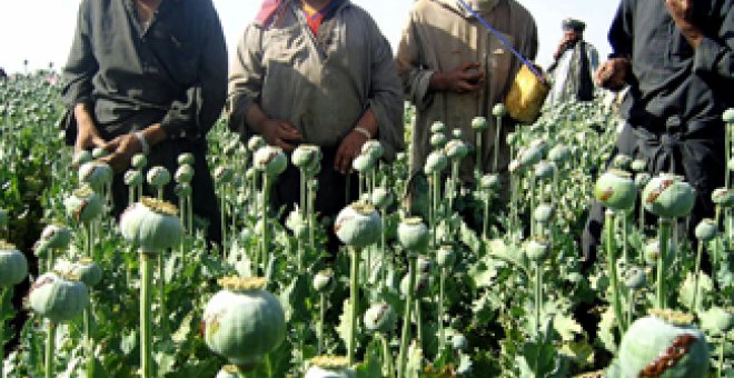 Desciende un 22% la producción de opio en Afganistán