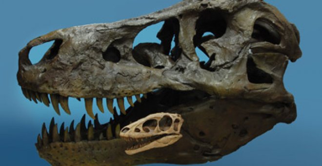 El T-rex desciende de una miniatura