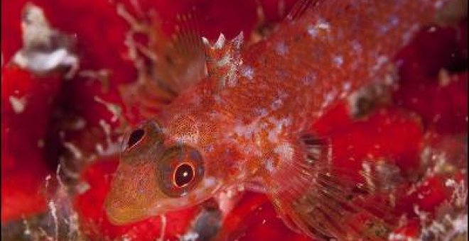 Halladas diez especies inéditas en el mar canario