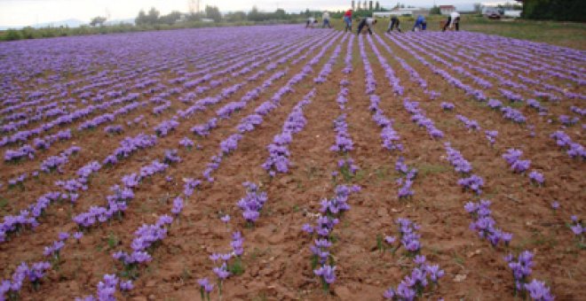 Viaje violeta por La Mancha