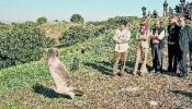 Las autonomías paralizan 100 'planes de rescate' de aves en peligro de extinción