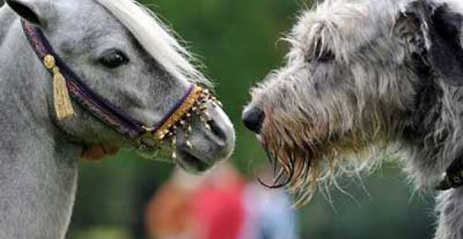 El pony Silver y el Wolfhound Woody