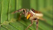 Bagheera kiplingi, la primera araña vegetariana del mundo
