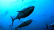 Japón ocultó datos para no proteger al atún rojo