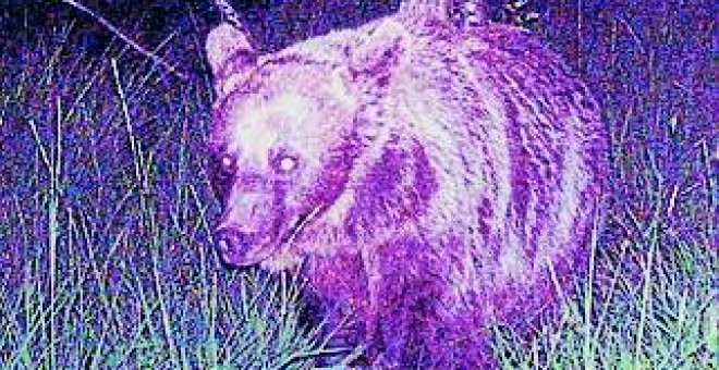 La población de osos del Pirineo se quintuplica en 13 años