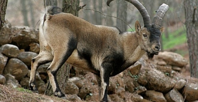 El increíble caso de la cabra menguante