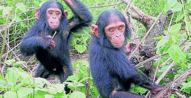 Por qué los simios no hablan