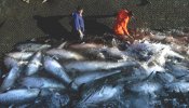 Europa deberá reducir un 40% sus capturas de atún rojo