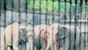 India liberará a los elefantes de zoos y circos