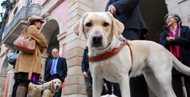 Los perros lazarillos podrán acompañar a sus amos al trabajo