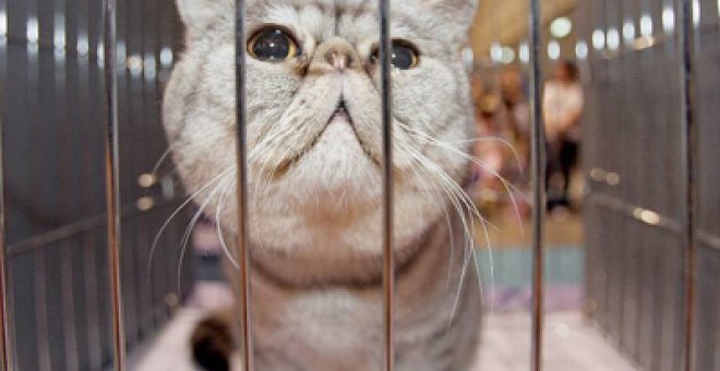 Un grupo roba 800 gatos para evitar que acaben en los platos de un restaurante en China