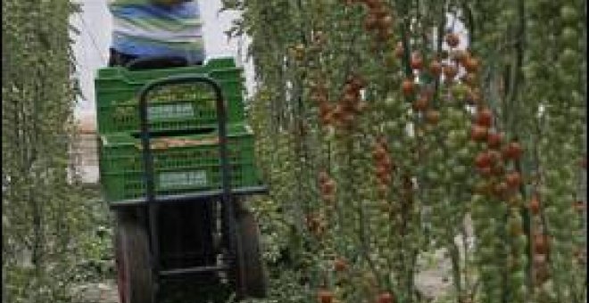 Empresarios españoles controlan el 16% del tomate que exporta Marruecos