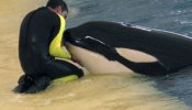 Fallece un entrenador de orcas del Loro Parque de Tenerife