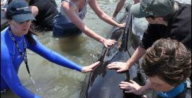 Mueren 126 ballenas varadas en las costas de Nueva Zelanda