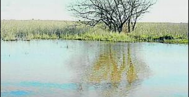 Daimiel supera las 86 hectáreas inundadas