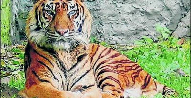 Llévese a casa un tigre de Sumatra por 76.400 euros