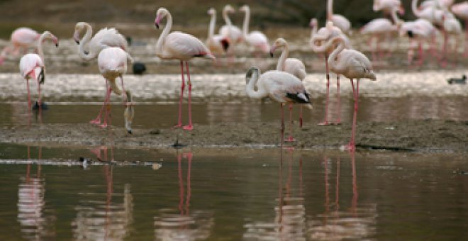 La UE debate su estrategia para salvar la biodiversidad