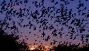 Los murciélagos reinventan el sónar