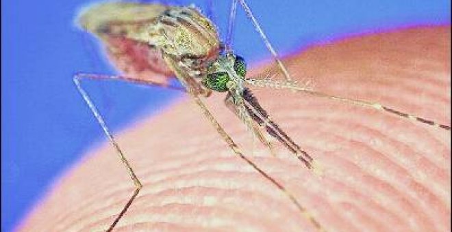 El mosquito de la malaria es un sabueso
