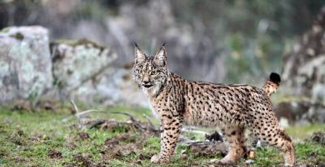 Embajadores de la biodiversidad en crisis