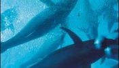 Bruselas propone hoy el veto a la pesca del atún rojo