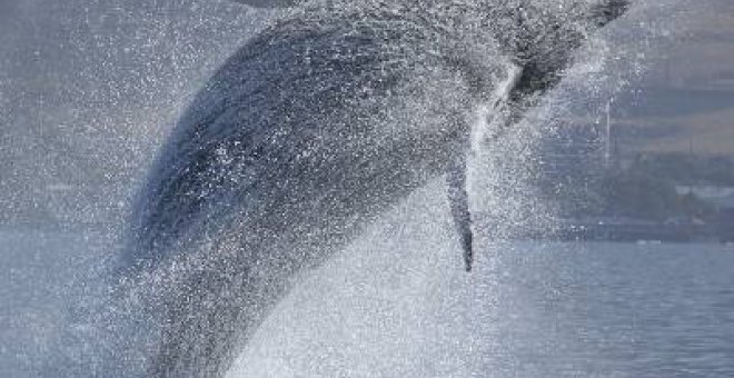 Un informe propone abrir la caza de ballena jorobada
