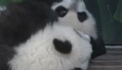 Los trillizos panda de China ya tienen nombres: Ku Ku, Shuai Shuai y Meng Meng