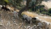 La CE prepara normativa para facilitar la vacunación de animales contra la lengua azul