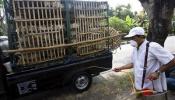 Una nueva víctima de gripe aviar aumenta a 86 la cifra de fallecidos en Indonesia