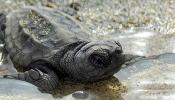 Diez tortugas bobas para el Cabo de Gata