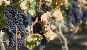 Las exportaciones de vino de Rioja aumentaron un 6,10 por ciento a 31 de agosto