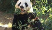 El primer panda nacido de forma natural en EEUU irá a China a buscar novia