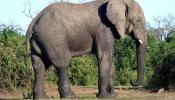 Los elefantes huyen del olor de sus cazadores