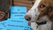 Denuncian la muerte de 500 perros y gatos en la perrera gaditana de Puerto Real