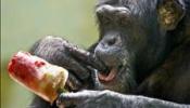 Rendirán tributo fúnebre a la primera chimpancé que aprendió el lenguaje de los signos