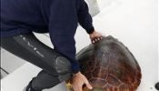 Sueltan en la reserva marina de Tabarca a una tortuga rescatada por un barco en Santa Pola