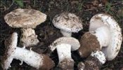 Ingiere voluntariamente una "amanita faloide" para probar que no era mortal