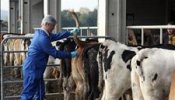 El avance de la lengua azul en Guipúzcoa alerta al sector ganadero