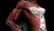 Cadáveres reales plastificados se exhiben por primera vez en España